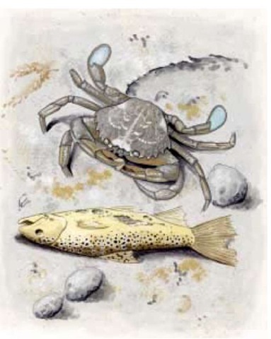 A crab feeds on a dead fish, aiding in decomposition.
