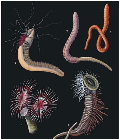 1. Sand mason (Lanice conchilega); 2. Lugworm (Arenicola marina); 3. Capitella capitata; 4. Tubeworm (Serpula vermicularis); 5. Honeycomb worm (Sabellaria alveolata). 