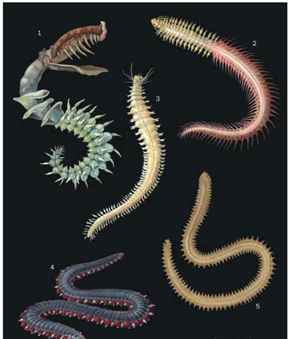 1. Parchment worm (Chaetopterus variopedatus); 2. Ragworm (Hediste diversicolor); 3. Pile-worm (Neanthes succinea); 4. Fire worm (Eurythoe complanata); 5. Catworm (Nephtys hombergii). 