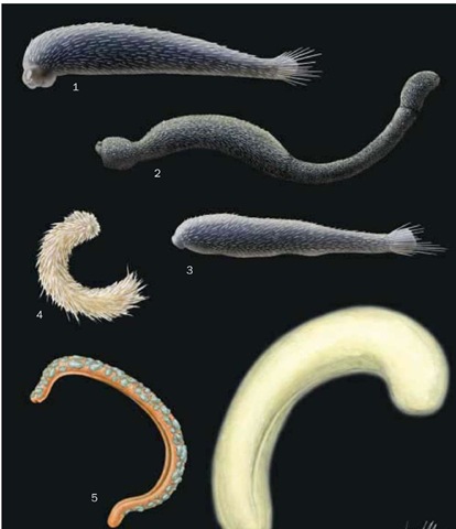 1. Prochaetoderma yongei; 2. Chaetoderma argenteum 3. Chevroderma turnerae; 4. Spiomenia spiculata; 5. Helicoradomeria juani; 6. Epimenia australis.