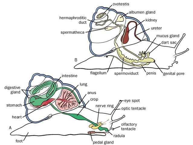 Land snail anatomy. A. General anatomy; B. Urogenital system.