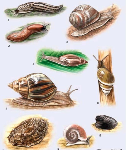 1. Great gray slug (Limax maximus); 2. Spanish slug (Arion lusitanicus); 3. Roman snail (Helix pomatia); 4. Rosy wolfsnail (Euglandina rosea); 5. Giant African land snail (Lissachatina fulica); 6. Agate snail (Achatinella mustelina); 7. Onchidium verruculatum; 8. Glacidorbis hedleyi; 9. New Zealand freshwater limpet (Latia neritoides). 