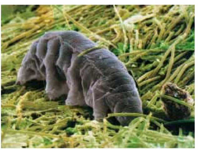 Colored scanning micrograph of a marine tardigrade (Macrobiotus sp.) showing four pairs of stumpy legs terminating in claws for clinging to sand or soil. 