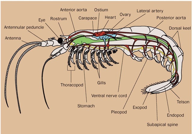 Krill anatomy. 