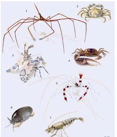 1. Yellowline arrow crab (Stenorhynchus seticornis); 2. Pea crab (Pinnotheres pisum); 3. Harlequin shrimp (Hymenocera picta); 4. Sand fiddler crab (Uca pugilator); 5. Banded coral shrimp (Stenopus hispidus); 6. Pacific sand crab (Emerita analoga); 7. Sevenspine bay shrimp (Crangon septemspinosa). 