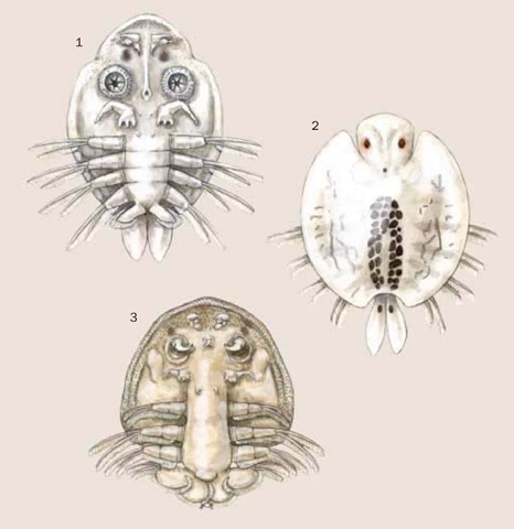 1. Fish louse (Argulus foliaceus); 2. Argulus japonicus; 3. Dolops ranarum. 