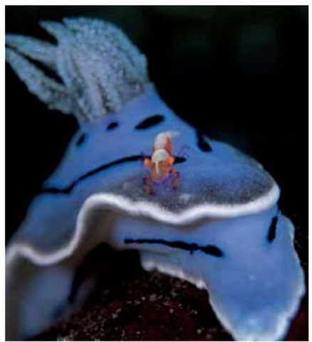 This individual of the Chromodoris willani species has a tiny emperor shrimp (Periclimenes imperator) riding on it. The emperor shrimp does not appear to harm its host, and may help to keep the host clean.
