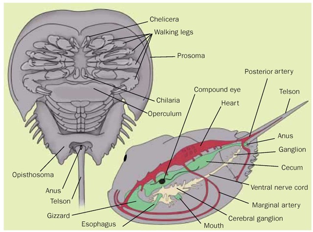 Horseshoe crab anatomy. 