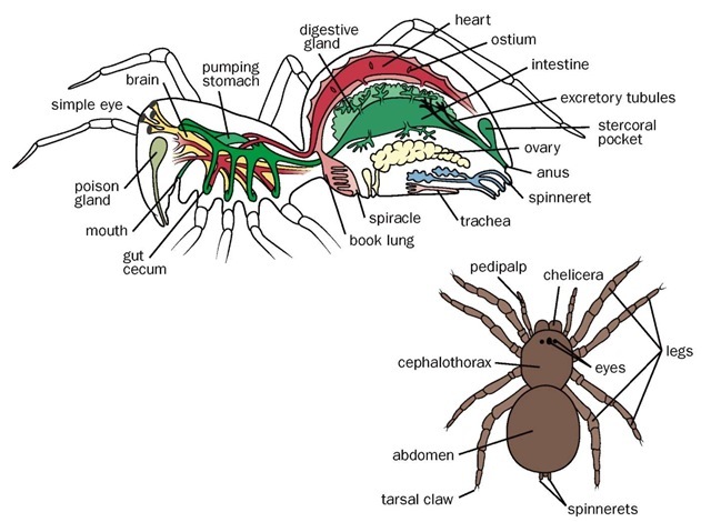 Arachnid anatomy. 