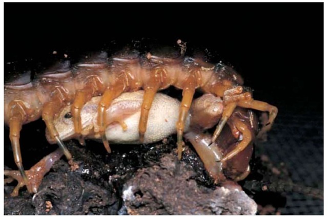 A centipede (Scolopendra) eating an individual of the species H. multifasciata. 