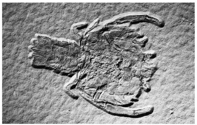 Lobster fossil from the late Jurassic period. The preserved remains of such prehistoric life-forms appear in the order of their evolution in the strata, or layers, of earth's surface, which geologists are able to date: the age of a stratum always correlates with the fossils discovered there.