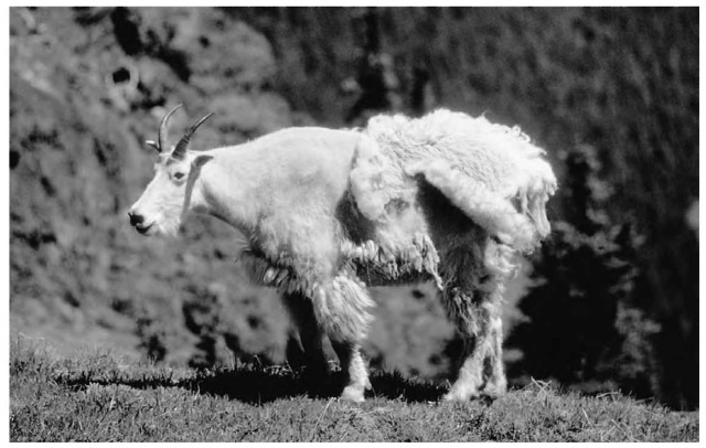 A Rocky Mountain goat sheds its thick winter fur. The shedding of fur, skin, or antlers is one example of a circannual cycle, which takes a year to complete. 
