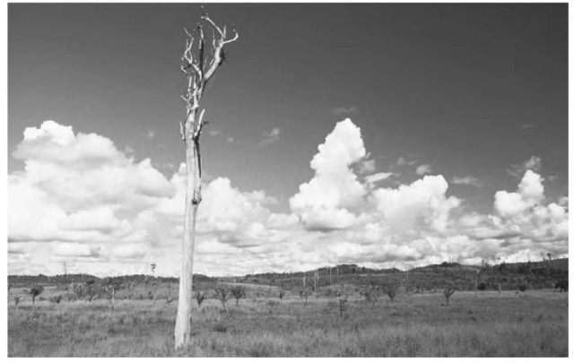 A lone tree trunk stands in an area of deforested grassland in Maranhao, Brazil. The deforestation of valuable reserves such as the Amazon rain forest is an environmental disaster in the making, depleting and starving the soil, reducing biodiversity, and bringing about dangerous changes in atmospheric carbon content.