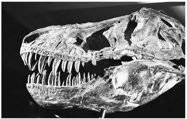 THE HEAD OF A TYRANNOSAURUS REX (“king of the terrible lizards”) found in Montana, dating to the Mesozoic period.