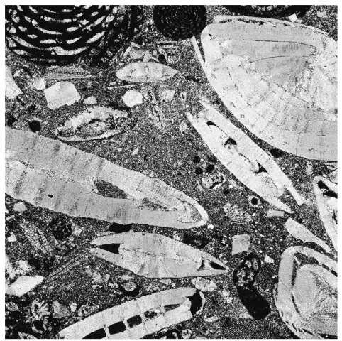 A polarized-light micrograph shows fossils in limestone dating to the Eocene and Oligocene epochs.