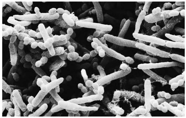 Bacteria begin the process of decomposition of organic waste, breaking down plant matter and converting it into compost. 