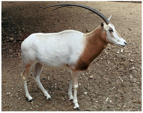 A scimitar-horned oryx with its horns that resemble a scimitar, a type of Asian sword.
