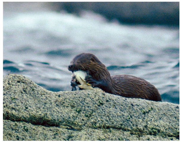 Marine otters prefer to inhabit exposed rocky coastal areas and secluded bays and inlets near estuaries.