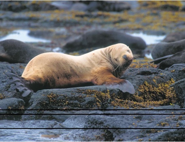 Although they are not sure why the Steller’s sea lion population is decreasing, scientists believe that if the decline continues, the animal will become extinct throughout much of its range.