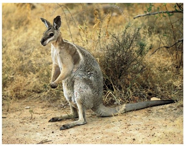 Although considered extinct by 1930, a small population of brindled nail-tailed wallabies was found during the 1970s and is now protected on a reserve.
