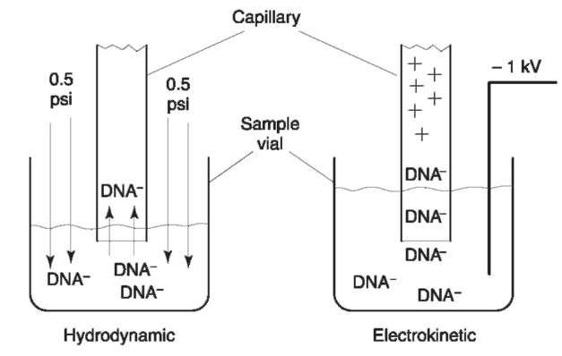 The two modes for injection for CE. In hydrodynamic injections, pressure is used to force sample into the capillary. In electrokinetic injections, an applied voltage causes the DNA to migrate into the capillary. Figure courtesy of Dr Butler, Gene-Trace Systems.
