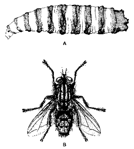 Flesh flies. (A) Larva; (B) adult. 