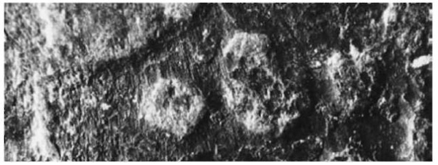  A small section of crowbar identified by a thin smear of aluminum. In this location scaling and other individual features left on the bar during its manufacture were directly comparable, even though a slight dragging of the crowbar across the surface had occurred (see Fig. 13).