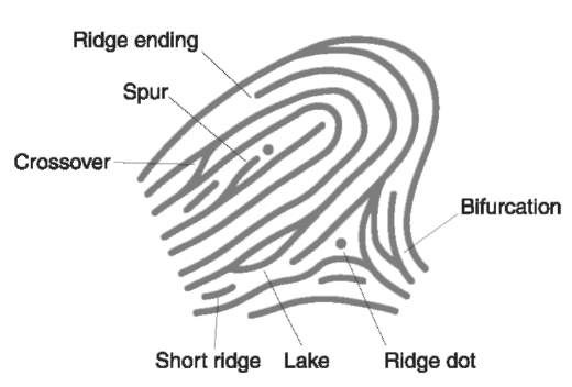 Ridge characteristics.