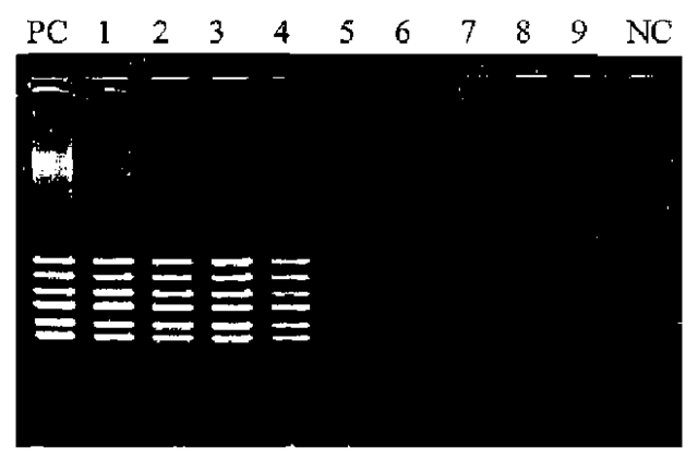 Influence of melanin on PCR of PM kit. PC: Positive control (melanin free); 1: 0.1 ng ul-1 melanin in PCR solution; 2: 0.2ng ul-1; 3: 0.4ng ul-1; 4: 0.8ng ul-1; 5: 1.6ng ul-1; 6: 3.2ng ul-1, 7: 6.4ng ul-1; 8: 12.8ng ul-1; 9: 25.6ng ul-1; NC: negative control.