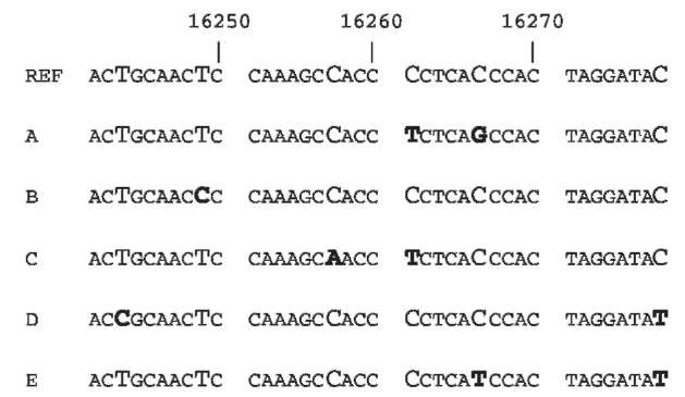 A comparison between hair DNA obtained from five individuals and reference sequence. Pyrimidine substitutions (C-Tor T-C transition) are found at 16243 (D), 16249 (B), 16261 (A and C), 16266 (E) and 16278 (D and E). C-A and C-G trans-versions are observed at 16257 (C) and 16266 (A), respectively.