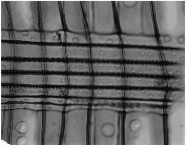 Detail of radial section of spruce wood (Picea sitchensis) showing slit-like piceoid pits in the crossfield. The ray tracheids are nondentate. Original magnification x 383.