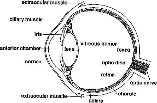 Shows the architecture of the human eye.
