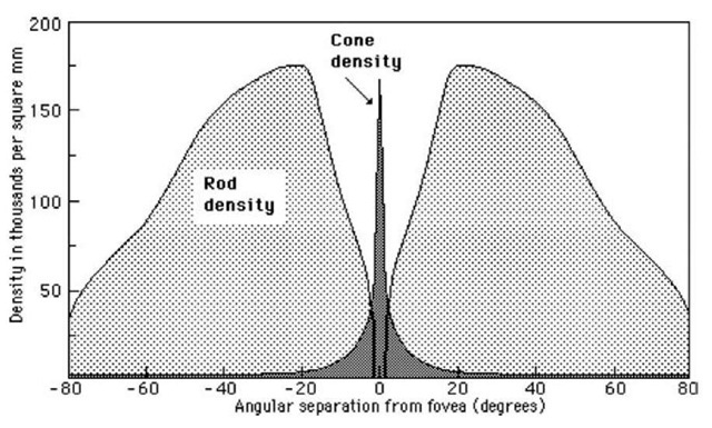  Retinal rod and cone density chart. 