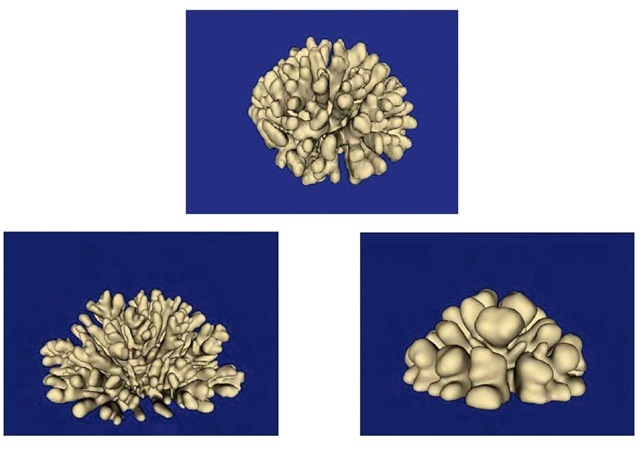 Morphological growth of coral Mandracis mirabilis obtained through 3D visualization of a CT-scan of the coral (top) and two simulated growth forms (bottom) with different morphological shapes are depicted (Kaandorp, Sloot, Merks, Bak, Vermeij, & Maier, 2005). Simulated structures are indistinguishable from real corals. 