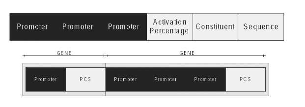 tmp (Above) Three promoters and a PCS structure (Below); Example of GA genes association for the encoding of cellular genes 7E-11_thumb