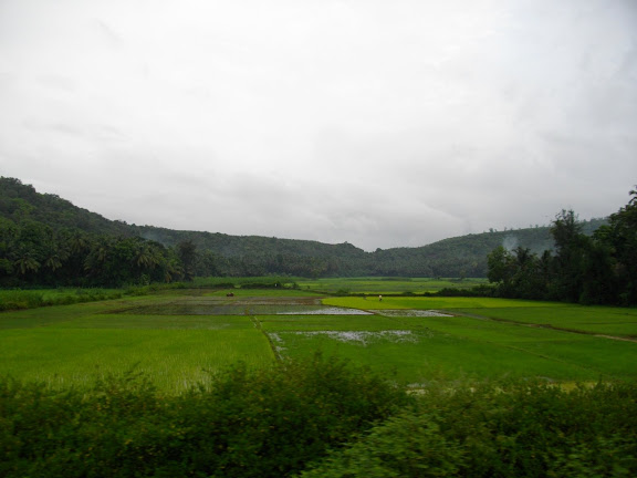 Rice Paddies