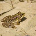 Perez's frog