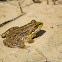 Perez's frog