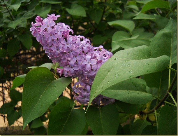 DSCN0278 DSCN0278