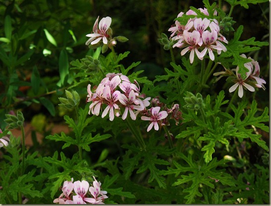 P. Denticulatum 2 P. Denticulatum 2