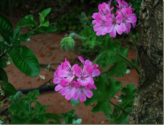 P. Pink capitatum 2 P. Pink capitatum 2