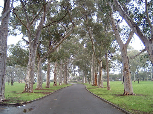 wine barrel planters adelaide