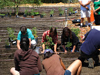 Nora Campos and Amie Frisch plant the first tomatos