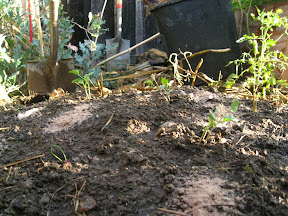 Add another layer of soil, the remaining organic material (the hole is now very soupy), and then cover with the pile of dirt (about 3-4 inches)