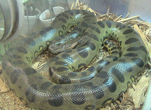 Anaconda Giving Birth