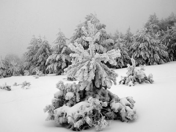 Pinos Loma del Noruego