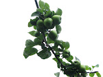 Apple tree