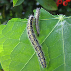 caterpillars