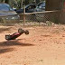 IMG_6595bMedium.jpg