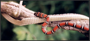 Chrysopelea pelias Twin barred flying snake 